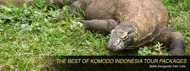 komodo indonesia tour packages