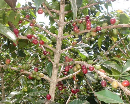 plantaciones de café y clavos de especies