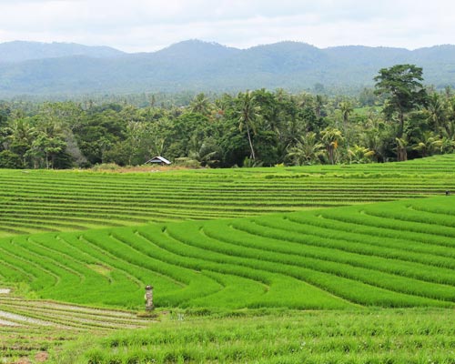 tour guide bali