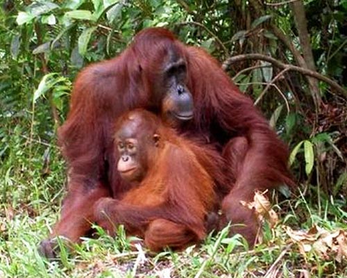 sumatra indonesia tour packages