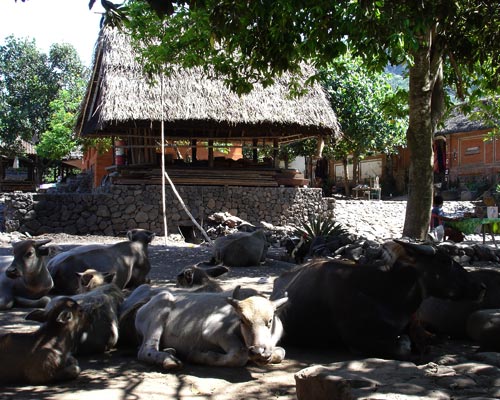 tenganan aboriginal village
